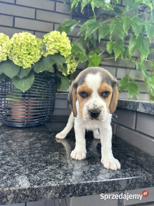 Beagle piesek hodowla rodowód chip wyprawka Radom