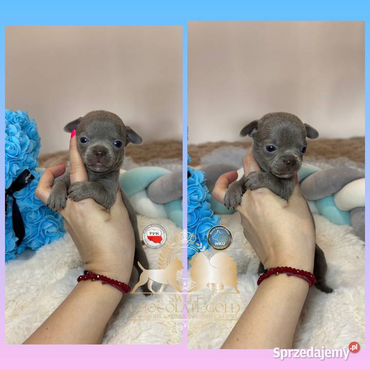 Chihuahua mini piesek krótkowłosy liliowy mini Bełchatów sprzedam