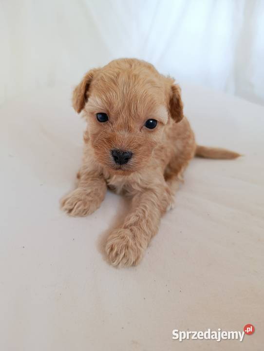 Cavapoo f1b szczenięta opolskie Krapkowice