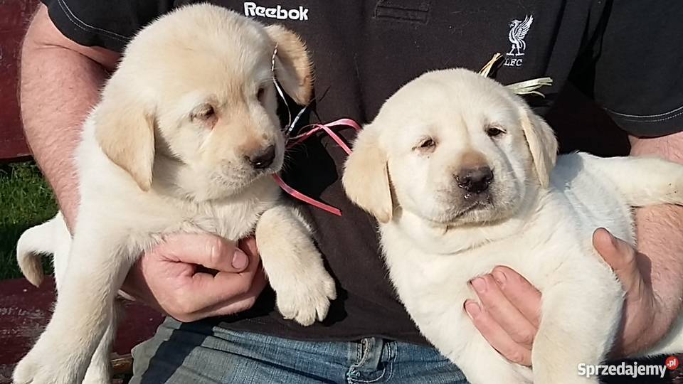 Labrador szczeniaki mazowieckie