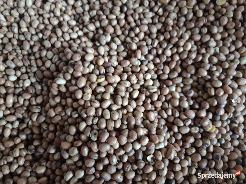 Bobik wyczyszczony na poplon Pozostałe Zarogów