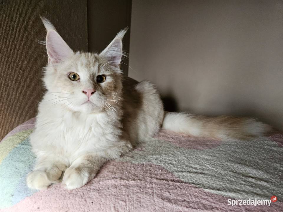 CatsMyLove kociaki Ruda Śląska