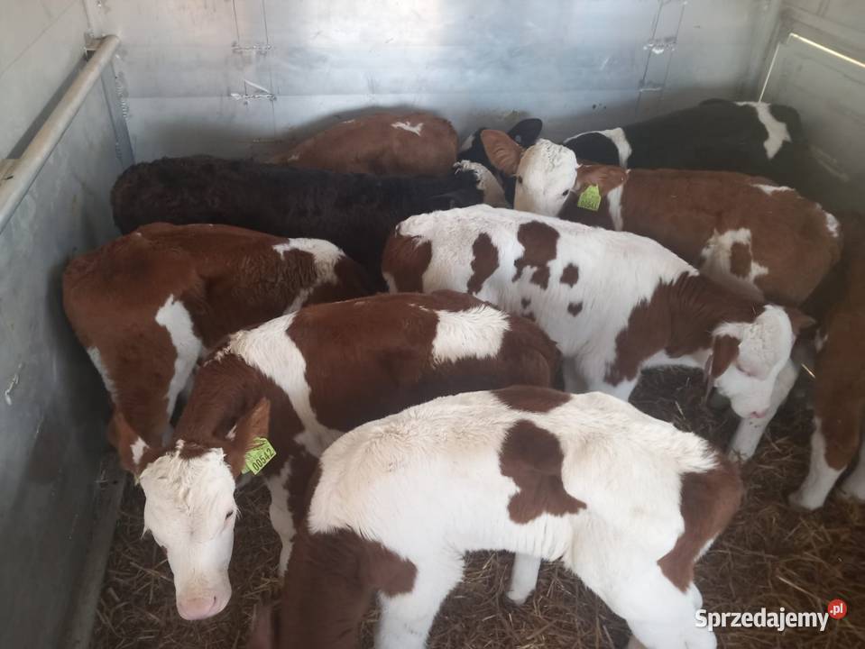 Sprzedania cielaki Bielawa