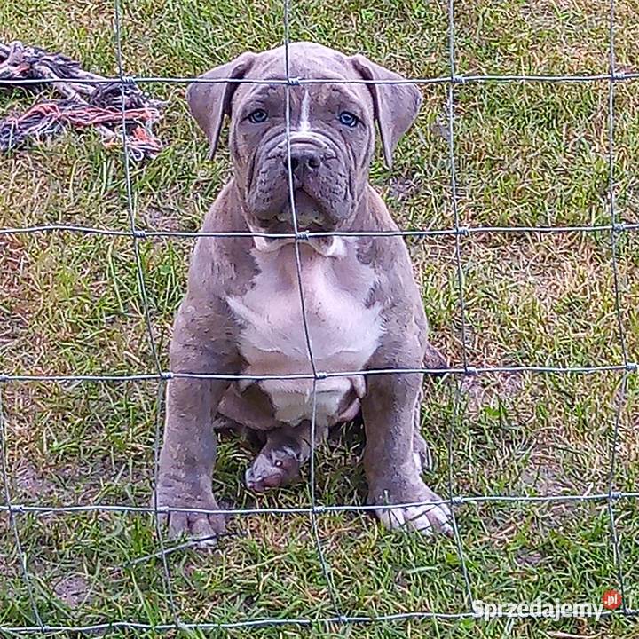 American bully xl suczki ABKC pomorskie Starogard Gdański