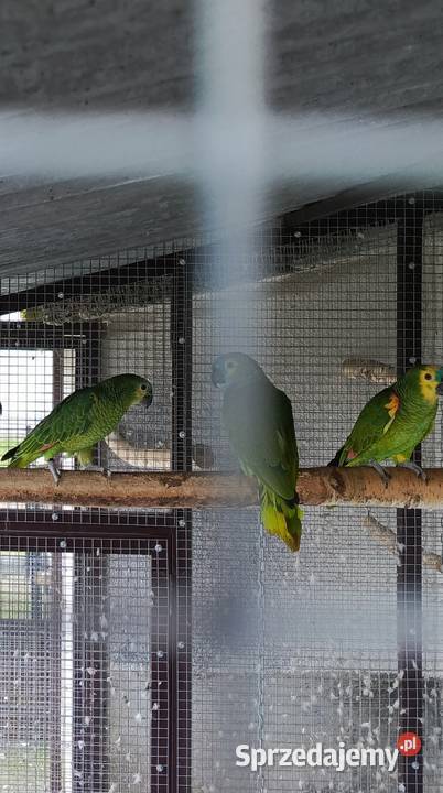 Amazonka Niebieskoczelna Samica