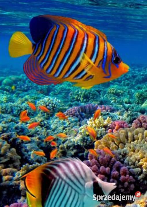 hotel zwierząt 24 h Opieka zwierzat Zabrze