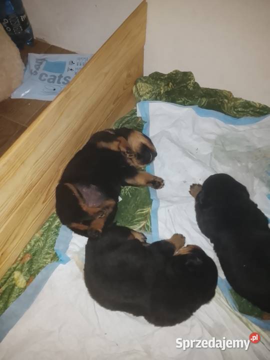 Rottwailer szczeniaczki Pozostałe Łękawica