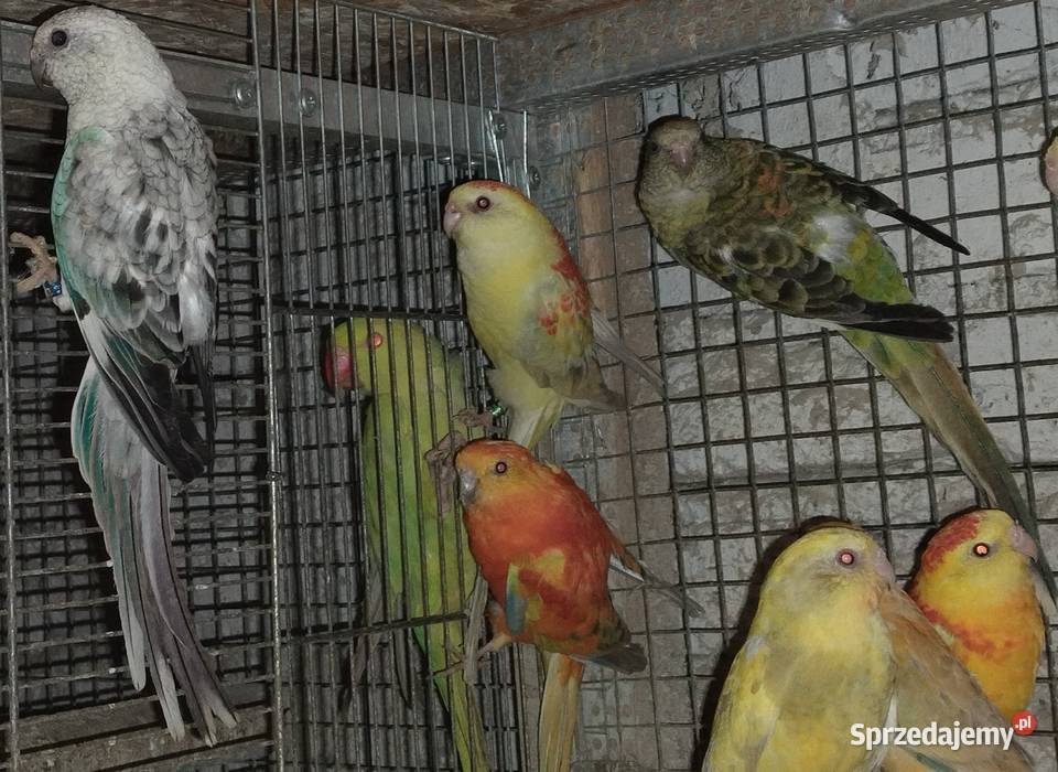 Papugi aleksandrety obrożnej Wodzisław Śląski