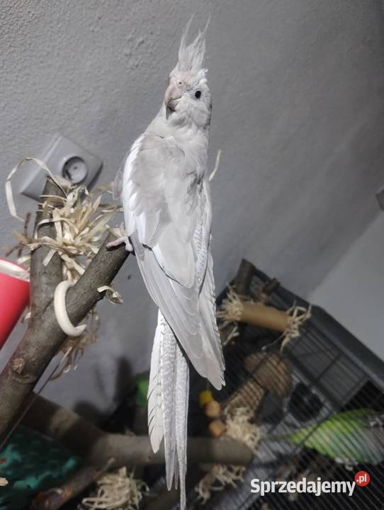 Nimfa oswojona samica Cieszyn sprzedam