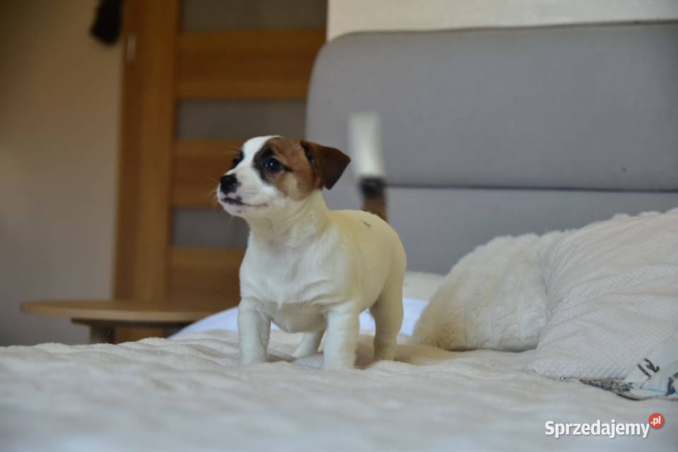 Jack Russell terrier fci sunia gotowa Targanice