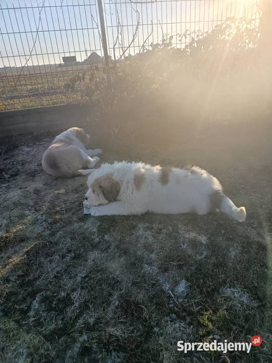 śliczne owczarki środkowoazjatyckie Owczarek łódzkie Czarnożyły