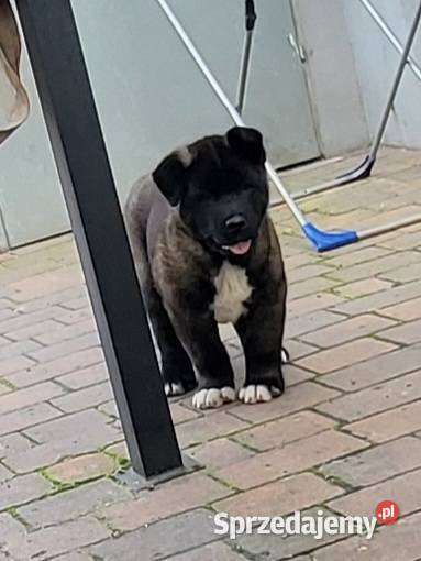 Akita Amerykańska szczeniaki ostatnie 2 pieski Zwierzęta Koźmin Wielkopolski