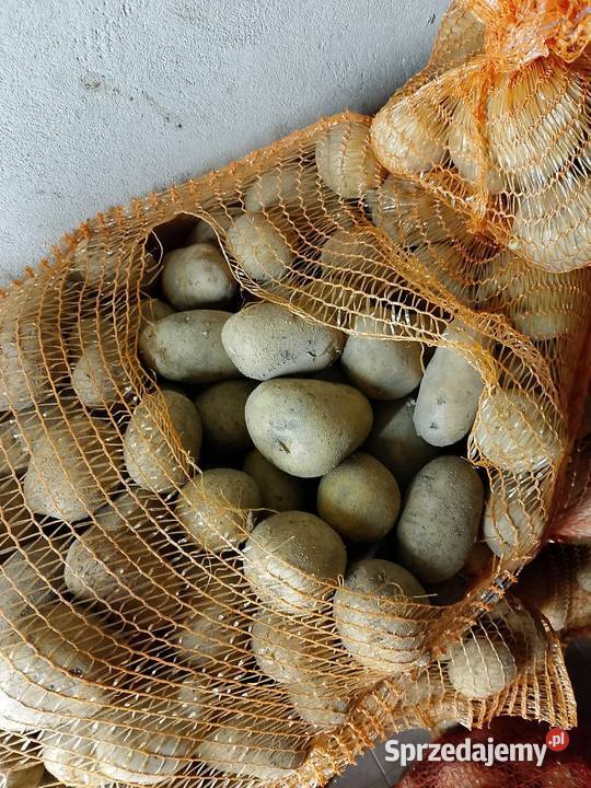 Ziemniaki Otolia małopolskie Tarnów