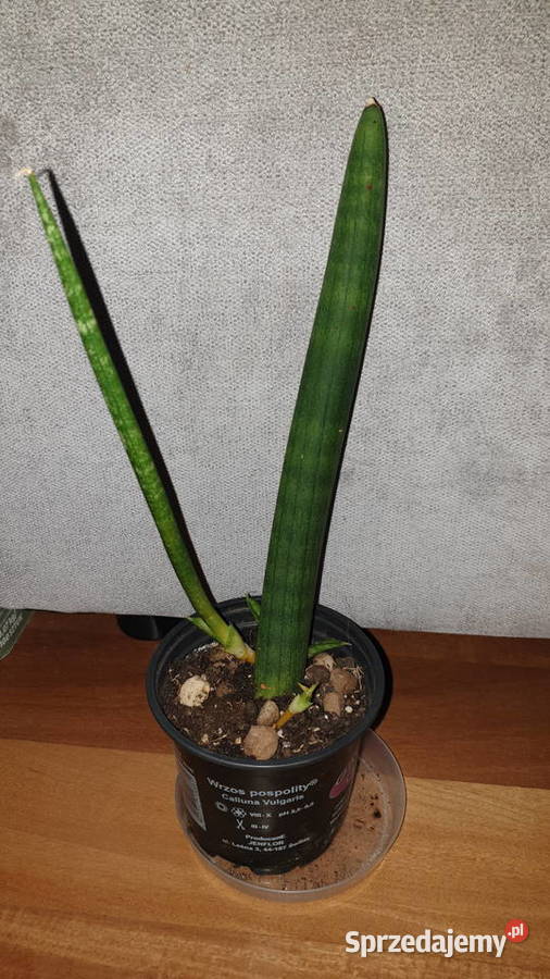 Sansewieria cylindryczna gruba 2 Warszawa