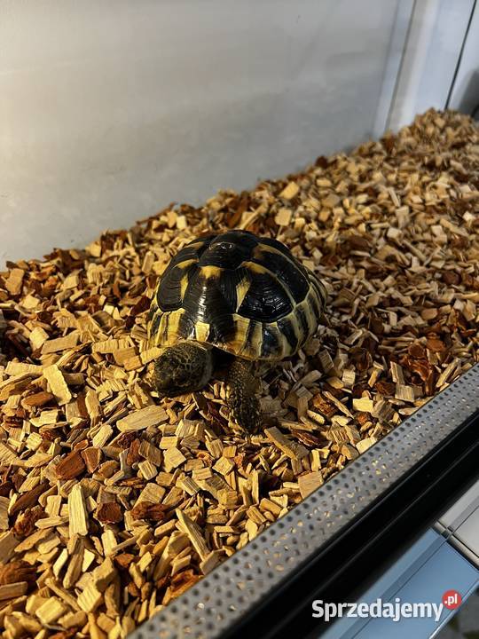 Żółw grecki z terrarium Kielce