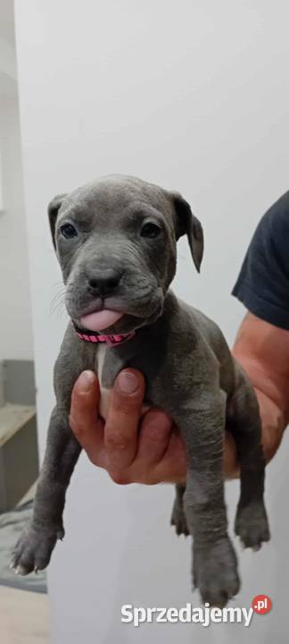 American Staffordshire Terrier Brzeg