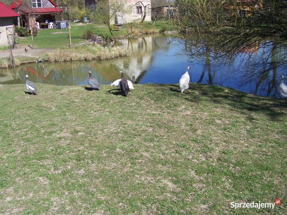 Stado perlic kolorowych 10 Zwierzęta Nowa Wieś Reszelska