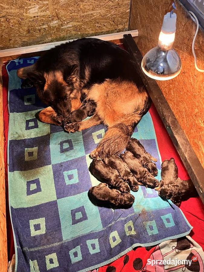 Szczenięta owczarka niemieckiego zkwp Łomża