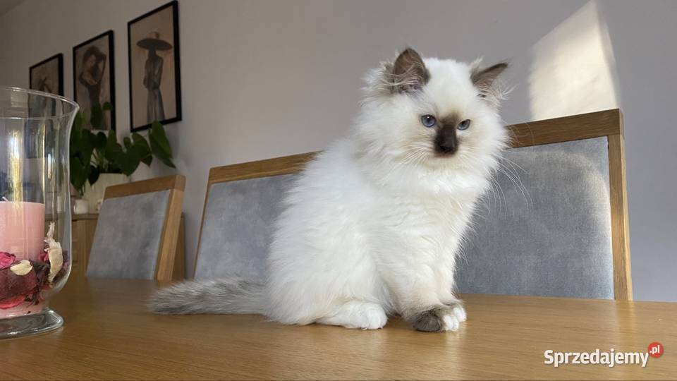Kotka ragdoll FPL wystawowo hodowlana Warszawa sprzedam