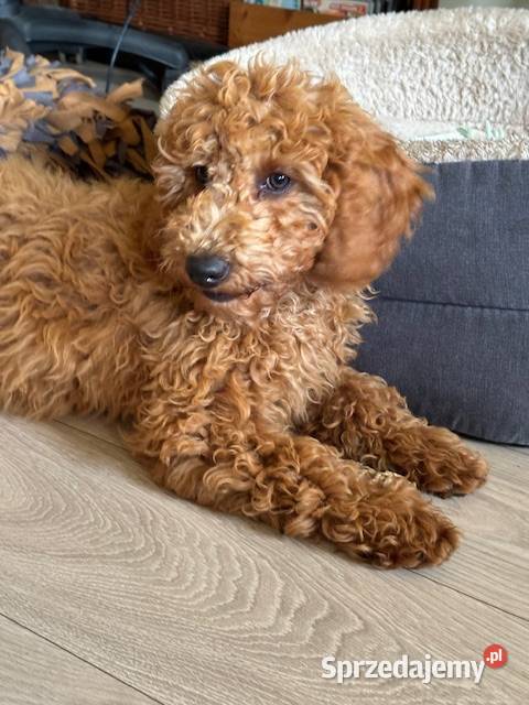 Samiec labradoodle mini f2 apricot Pozostałe Gryfice