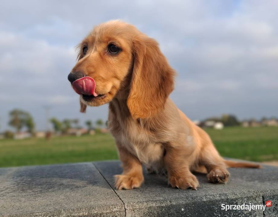 Jamnik długowłosy Dackel dachshund GOLD