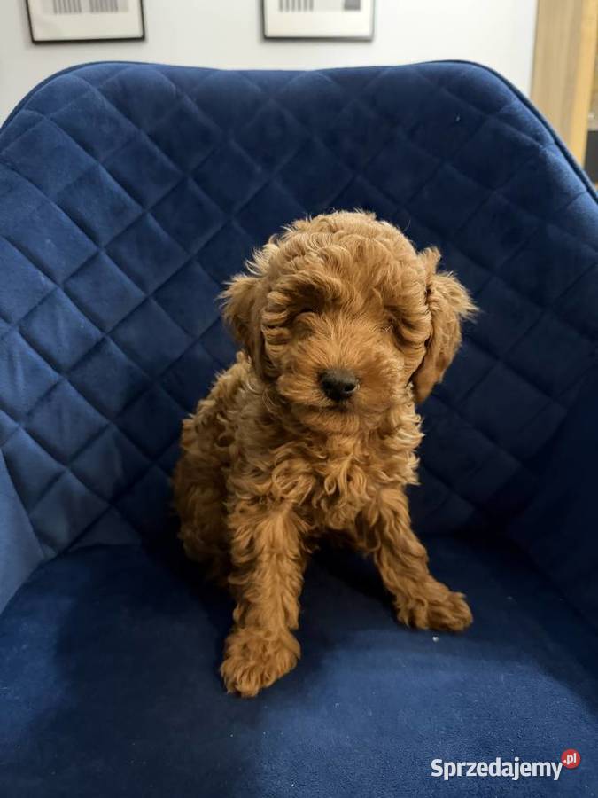 Sprzedam Cudownego Pieska Pudel Toy Red sprzedam