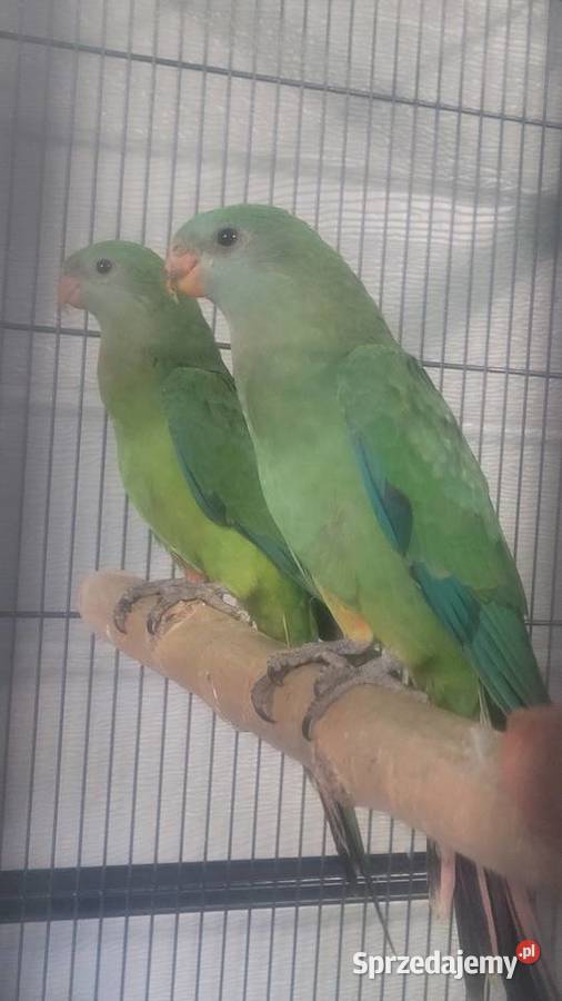 Papugi barabandy sprzedam
