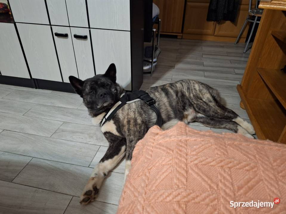 Akita Amerykańska Samiec reproduktor 5lat Akita Wodzisław Śląski