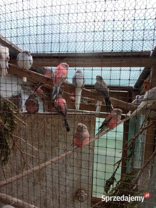 Sprzedam gołąbki diamentowe Ptaki Myślenice sprzedam