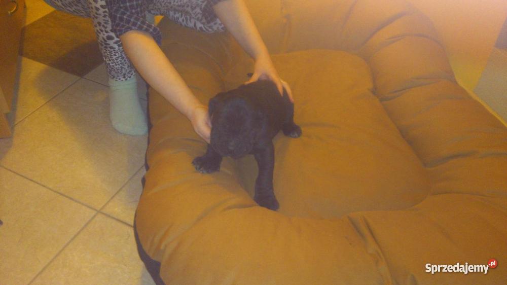 Szczenięta doga niemieckiego mazowieckie Pułtusk