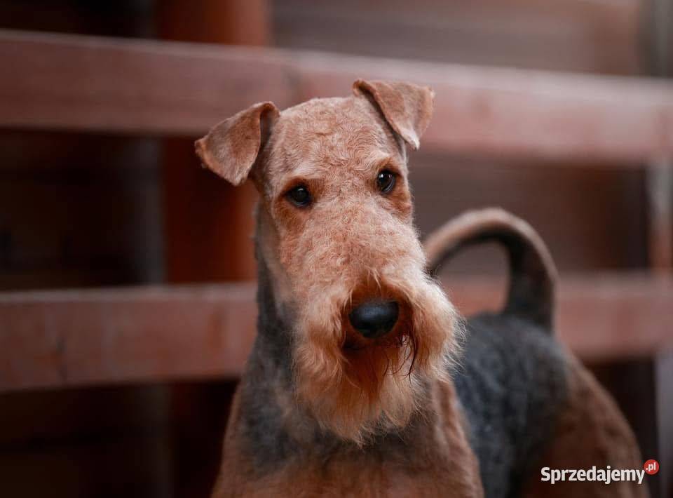 Airedale Terrier szczenięta ZKwPFCI Mogilno