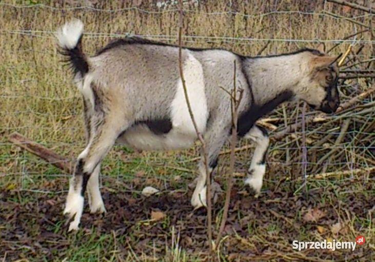 zdrowy bezrożny 4miesięczny koziołek alpejski d Suwałki
