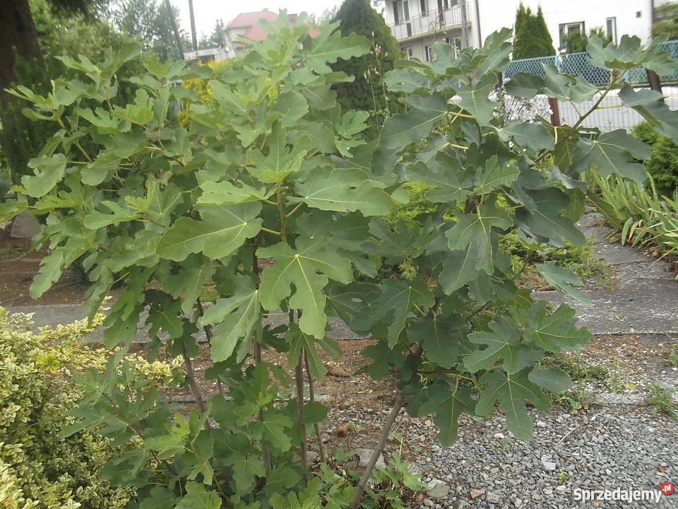 Figowiec północny Peretta MROZOODPORNY figa Zator