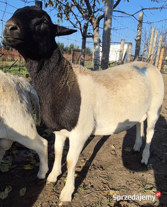 Baranek DORPER Tryk Jarek Owce baranki kujawsko-pomorskie Cekcyn