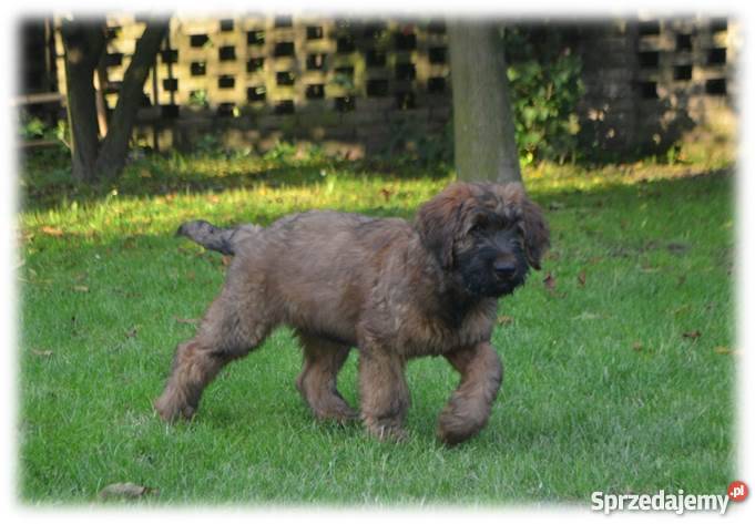 Owczarek Francuski BRIARD Ogrodzieniec