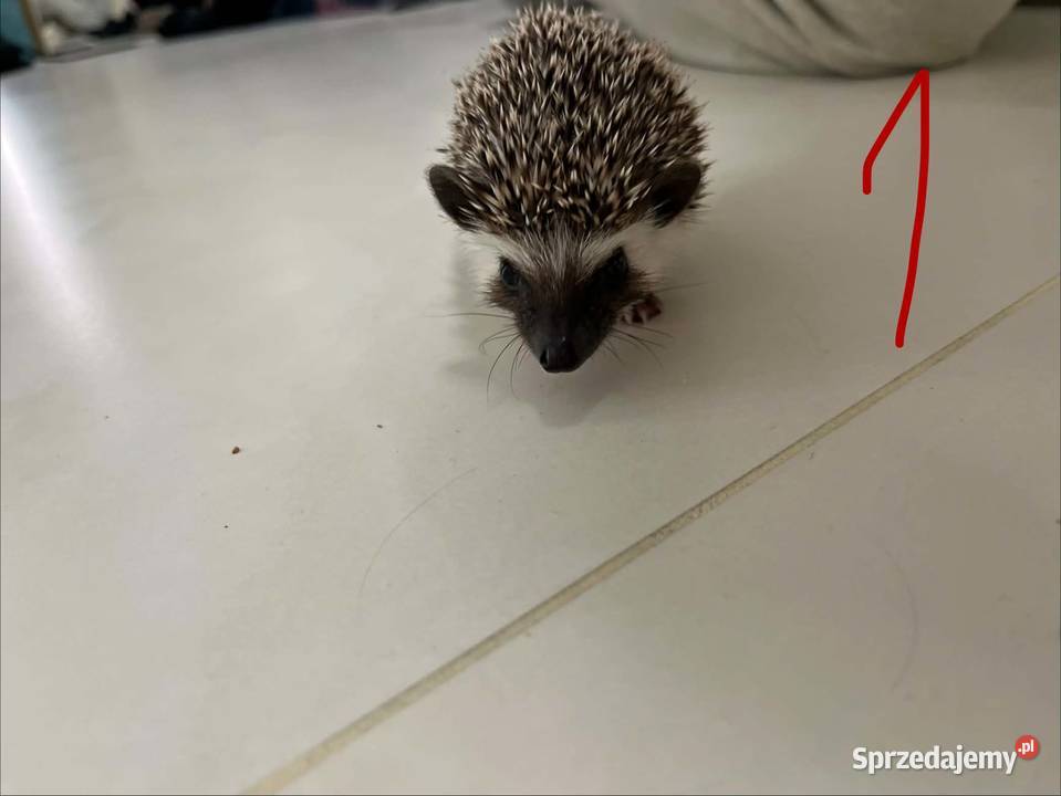 Przyjazny i ciekawski Jeż Pigmejski Lubi Makowiec sprzedam