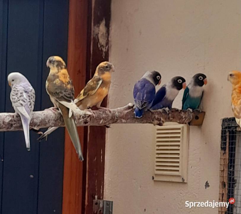 Sprzedam swiergotki nierozłączki nimfy faliste Ostrów Wielkopolski