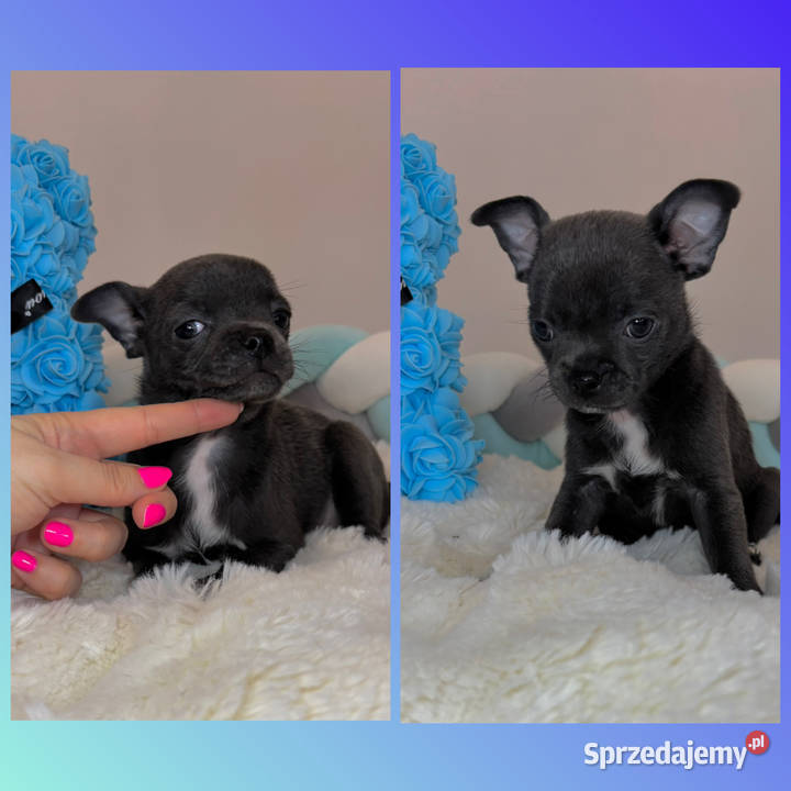 Chihuahua piesek krótkowłosy niebieski Blue Bełchatów