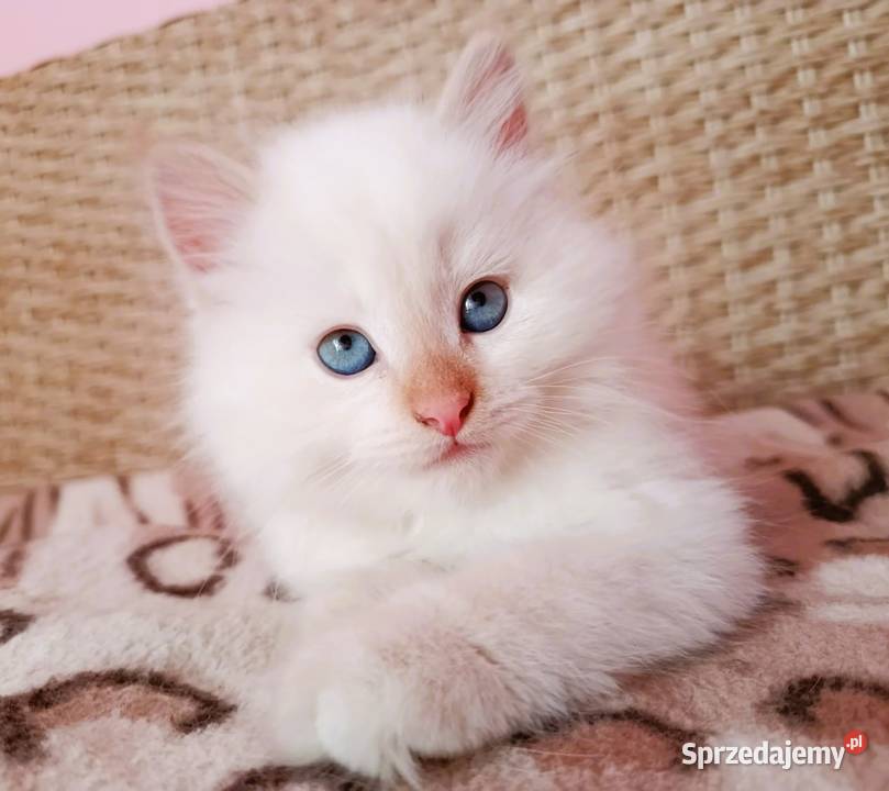 Śliczny kocurek Syberyjski Neva Masquerade mazowieckie Sochaczew
