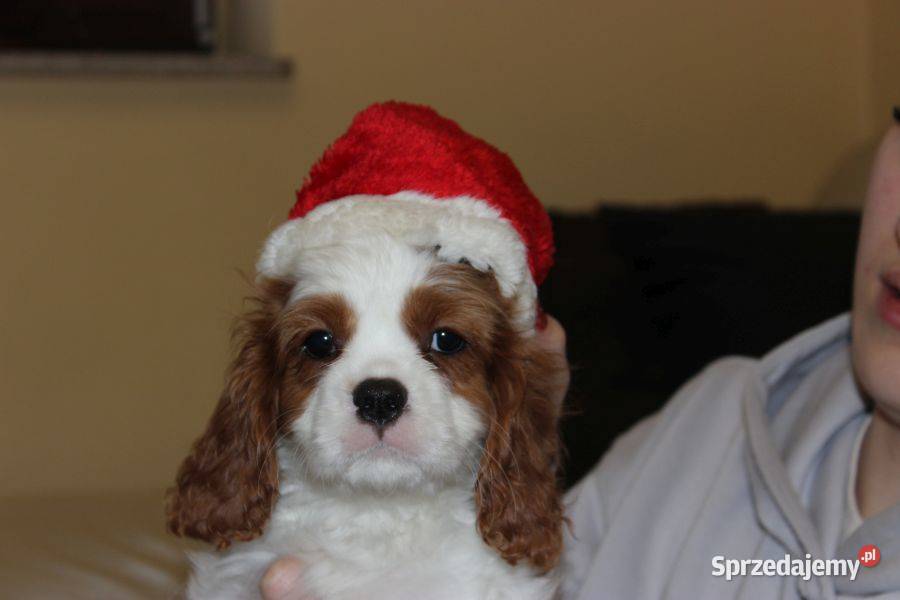 Cavalier King Charles Spaniel szczeniaczki ZKwP śląskie Aleksandria