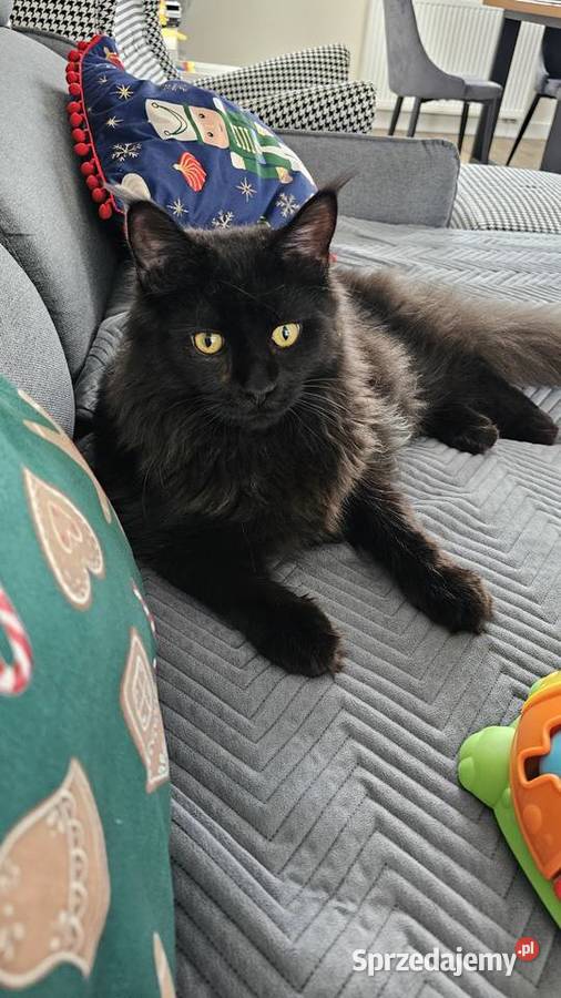 Kocurek dymny Maine Coon Maine Coon Różan sprzedam