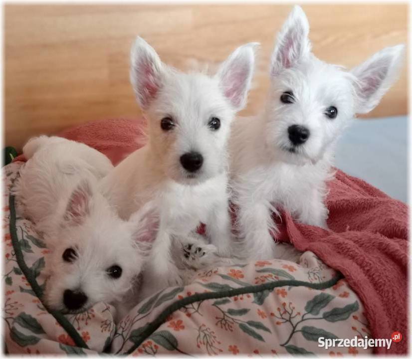 West Highland White Terrier DNA CMO0 westie 2025 Zwierzęta śląskie sprzedam