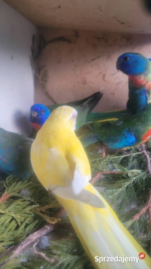 Papugi łąkówki wspaniałe sprzedam