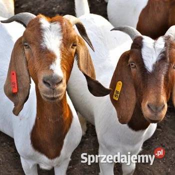 Bur sprzedam kozy Opole