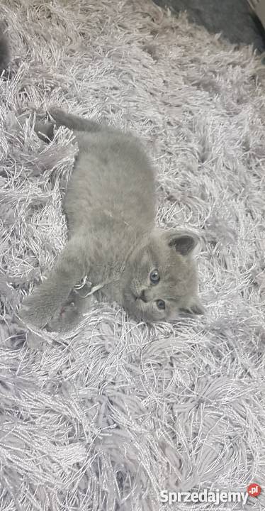 Koty Brytyjskie Niebieskie Szczecin