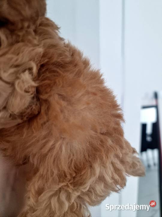 Pudel red Lou toyminiatura tatusiu FCI podkarpackie Jasło