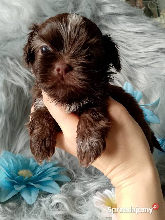 Śliczny piesek czekoladowy z białym rasy ShihTzu