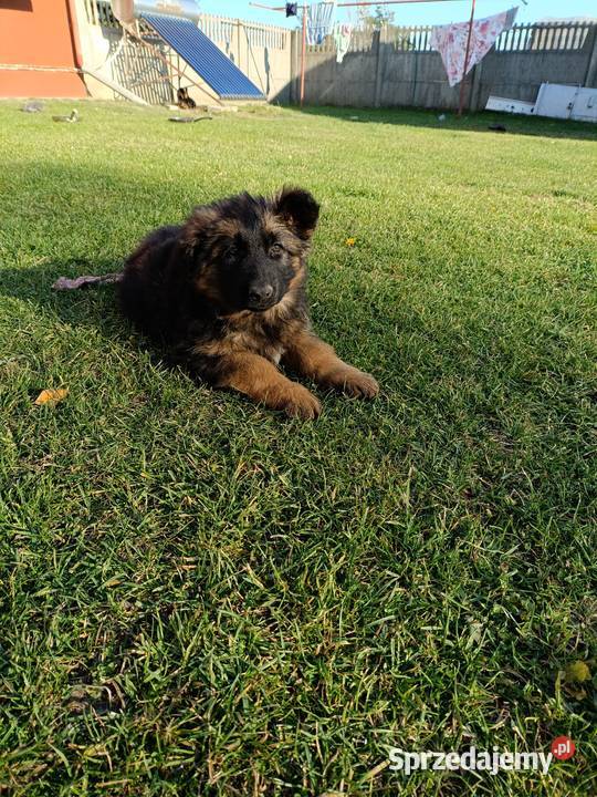 Sprzedam szczeniaki owczarka niemieckiego Ożarów
