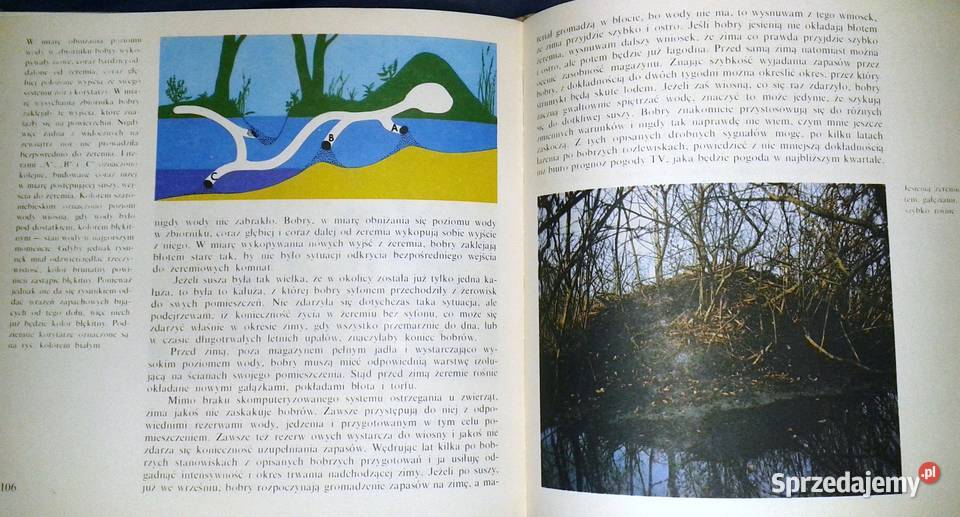 Kampinoskie bobry Piotr Topiński Chełm