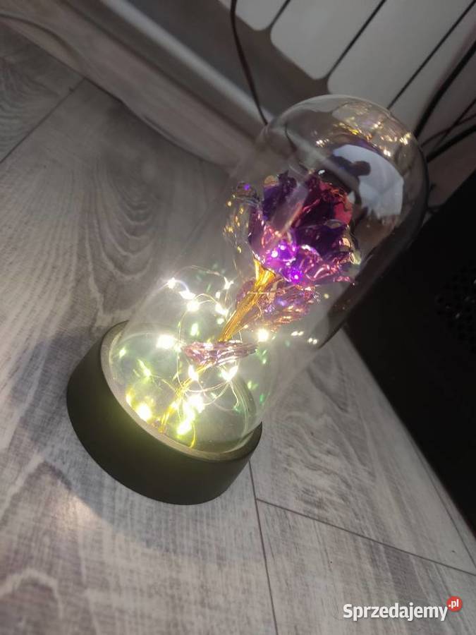 Róża led nowa lubelskie